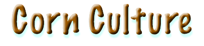 Corn Culture